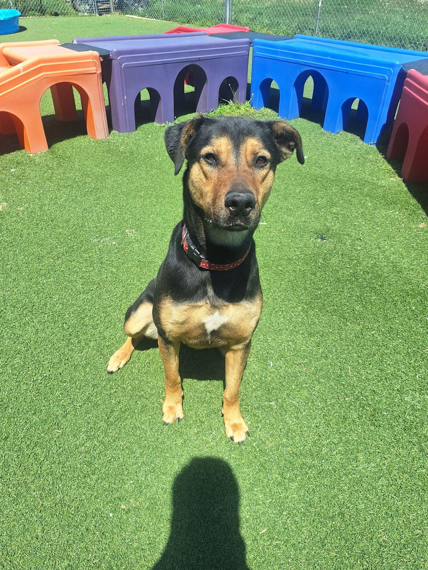 Enlarge Griffin, a ADOPTABLE mixed breed in Waterdown, ON image 2/6
