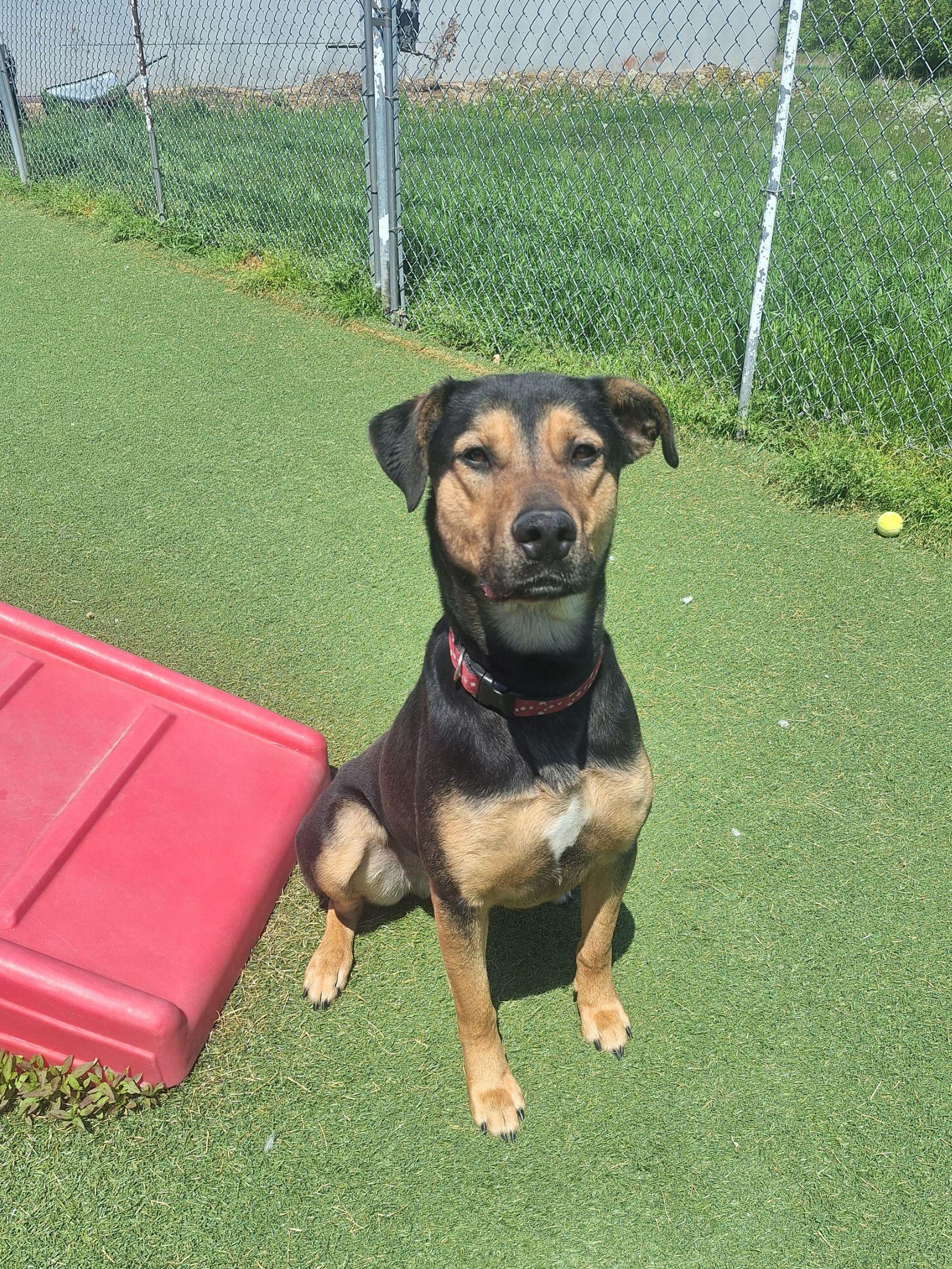 Enlarge Griffin, a ADOPTABLE mixed breed in Waterdown, ON image 3/6