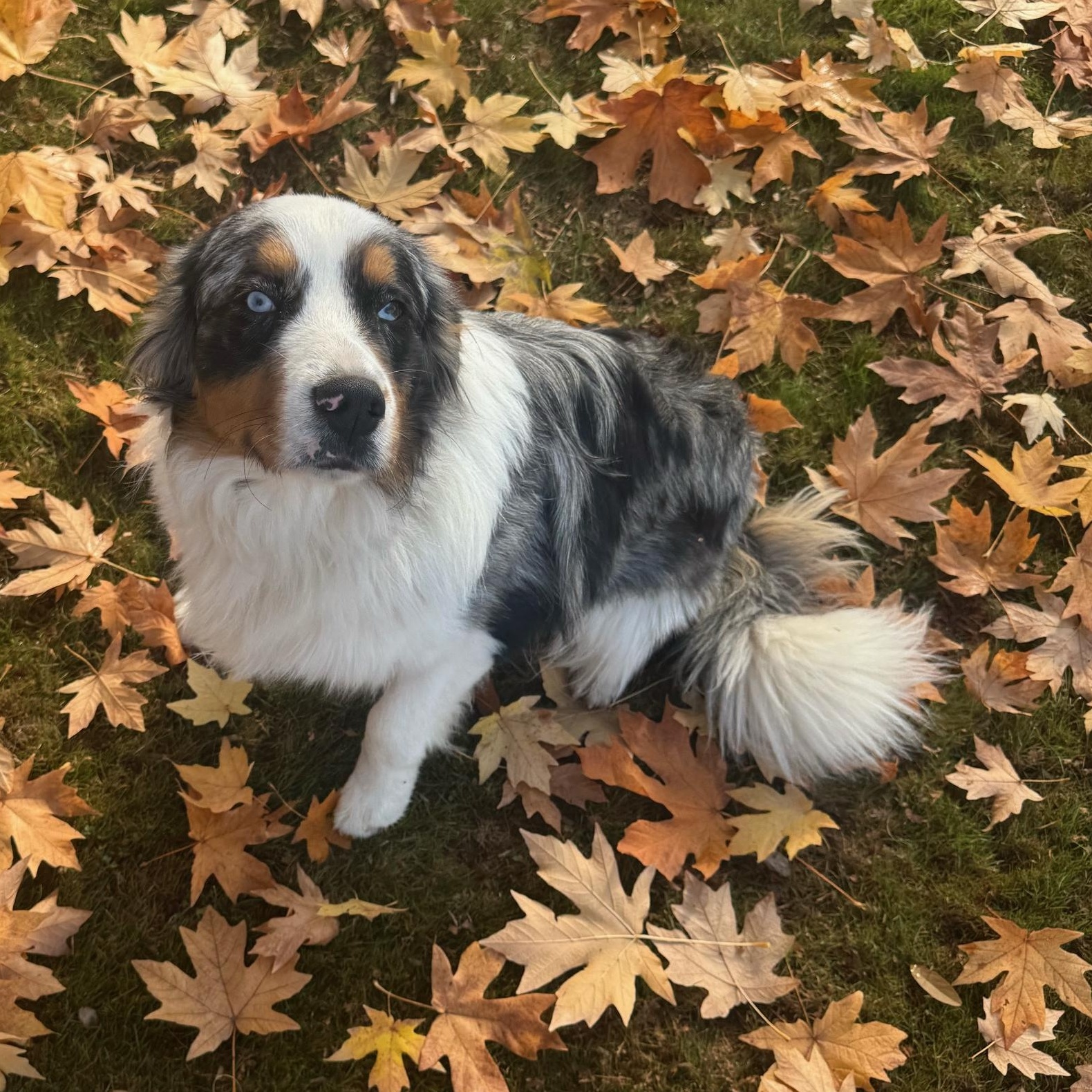 Open-Hearted Oliver, Adopted, Young Male Australian Shepherd.