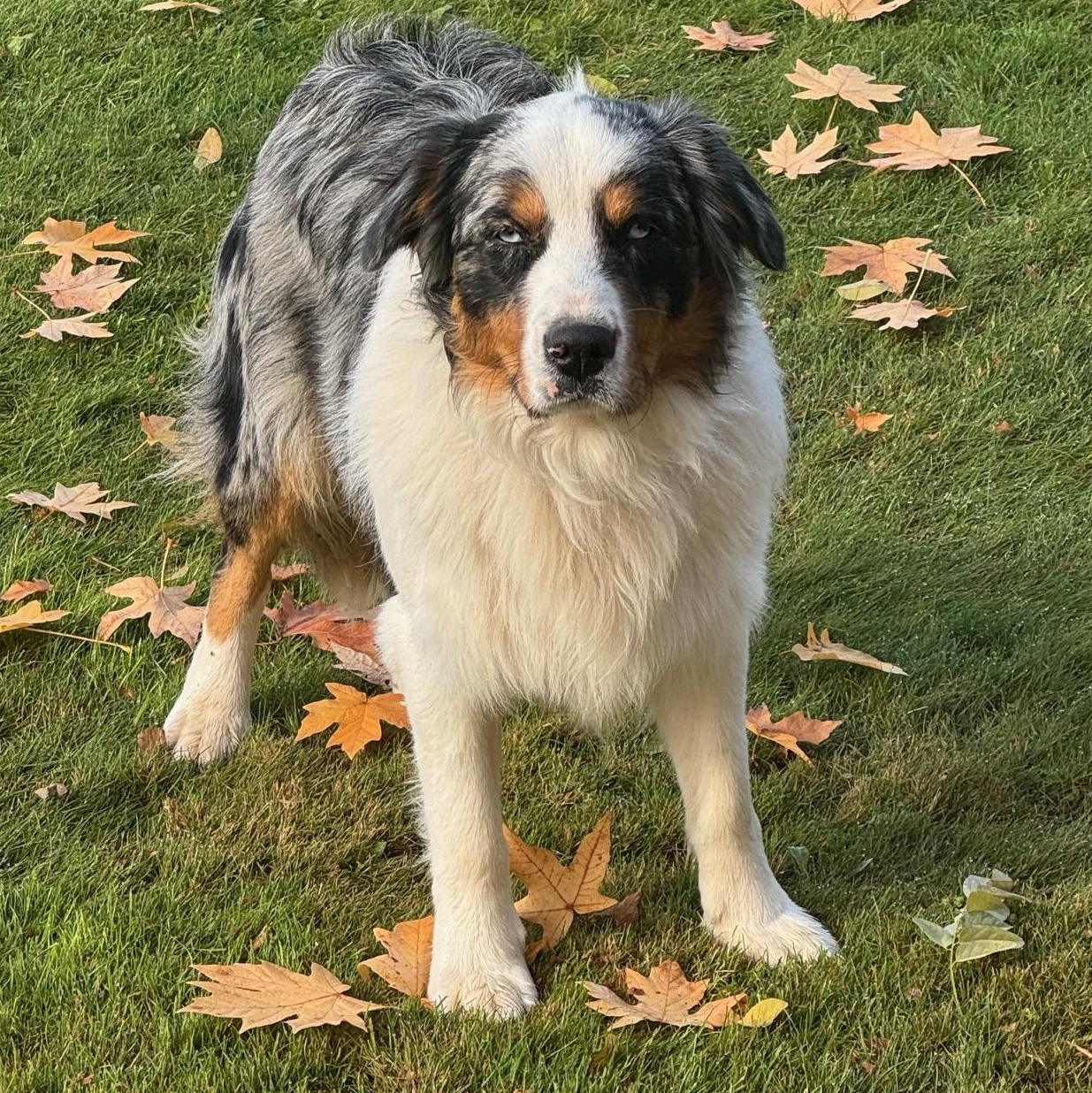 Open-Hearted Oliver, a Adopted Australian Shepherd in La Center, WA image 5/5