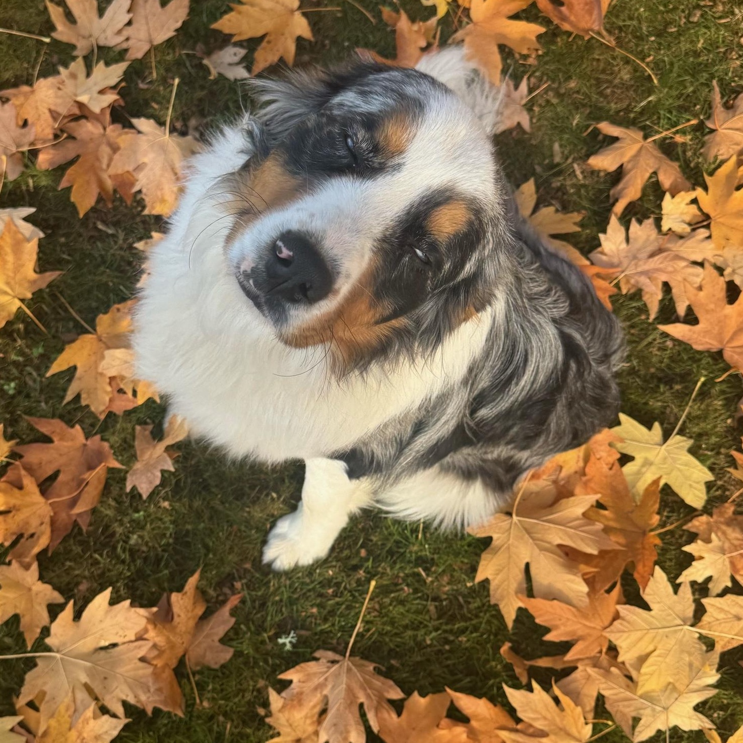 Open-Hearted Oliver, a Adopted Australian Shepherd in La Center, WA image 4/5