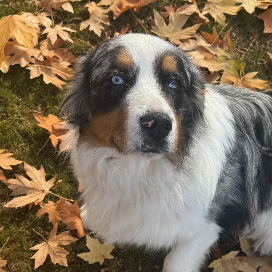 Open-Hearted Oliver, a Adopted Australian Shepherd in La Center, WA image 1/5