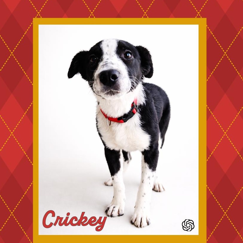 Enlarge Crikey, an adopted mixed breed in Lincoln, IL image 1/1