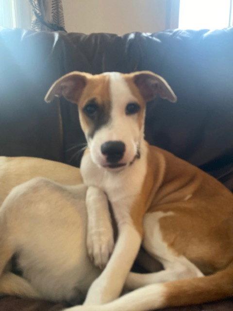 Enlarge Bowie 4897, a Adoptable Terrier in Pickering, ON image 1/3