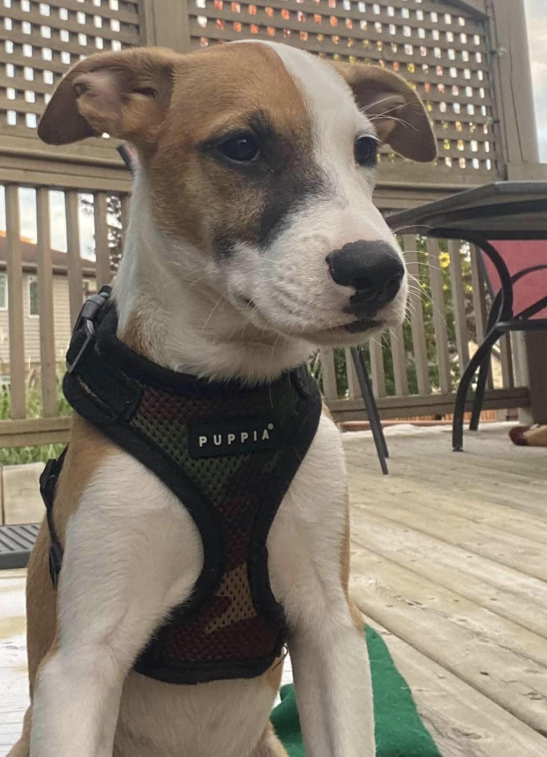 Enlarge Bowie 4897, a Adoptable Terrier in Pickering, ON image 2/3
