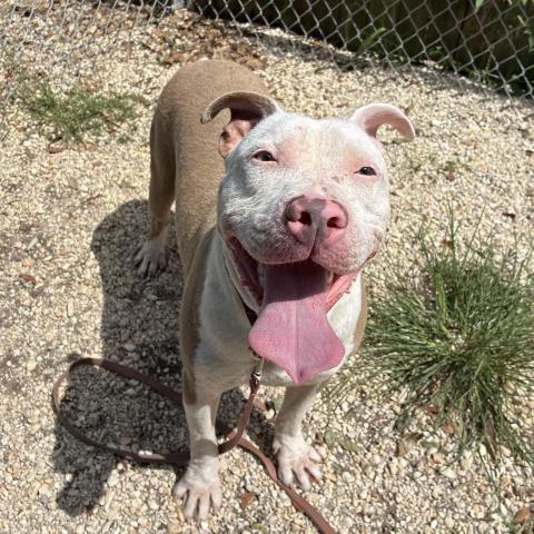 Enlarge TONY TONY CHOPPER, a Adoptable Mixed Breed in Pensacola, FL image 1/1