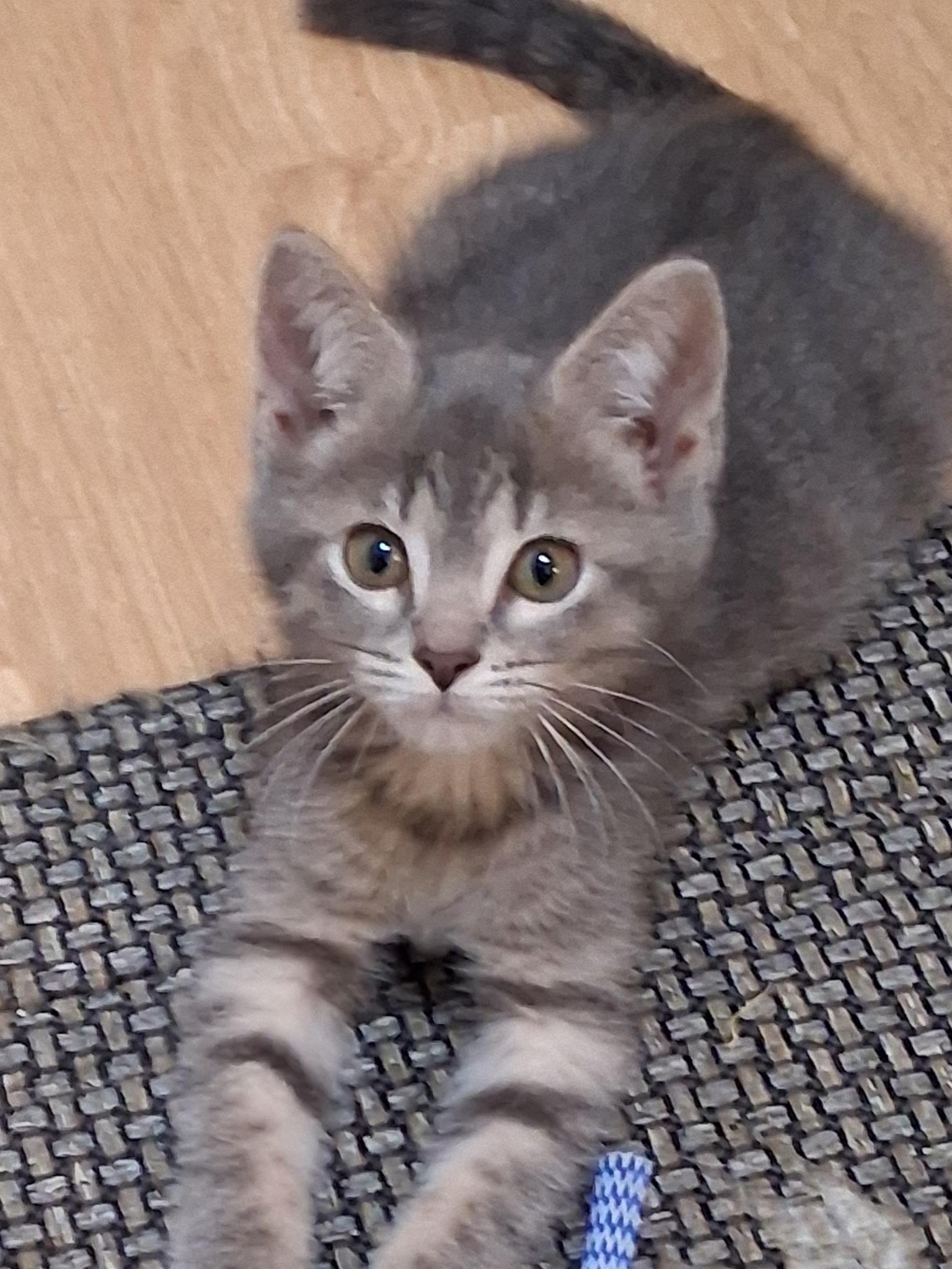 Enlarge Brooks, a Adopted Domestic Short Hair in Oviedo, FL image 1/1