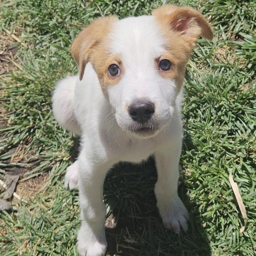 Funyon, a Adoptable mixed breed in Henderson, NV image 1/3