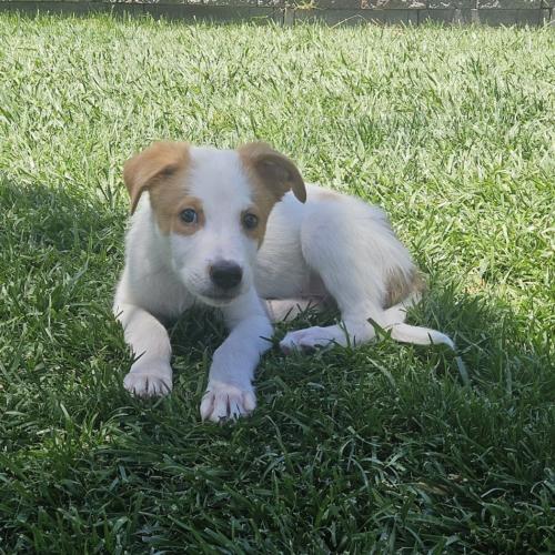 Funyon, a Adoptable mixed breed in Henderson, NV image 2/3