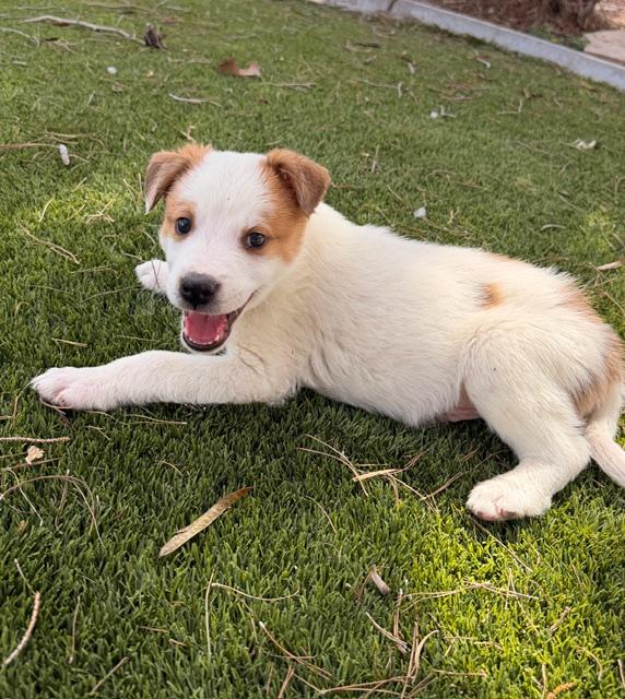 Funyon, a Adoptable mixed breed in Henderson, NV image 3/3