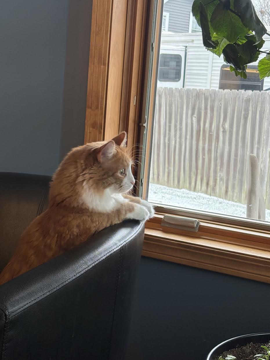 Enlarge Tom, a Adopted mixed breed in Mankato, MN image 1/3