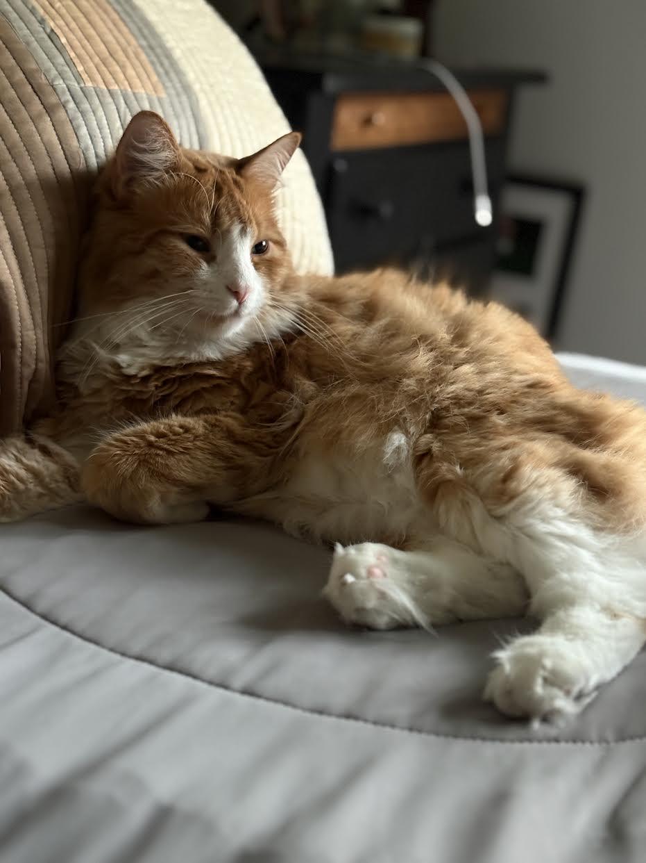 Enlarge Tom, a Adopted mixed breed in Mankato, MN image 2/3