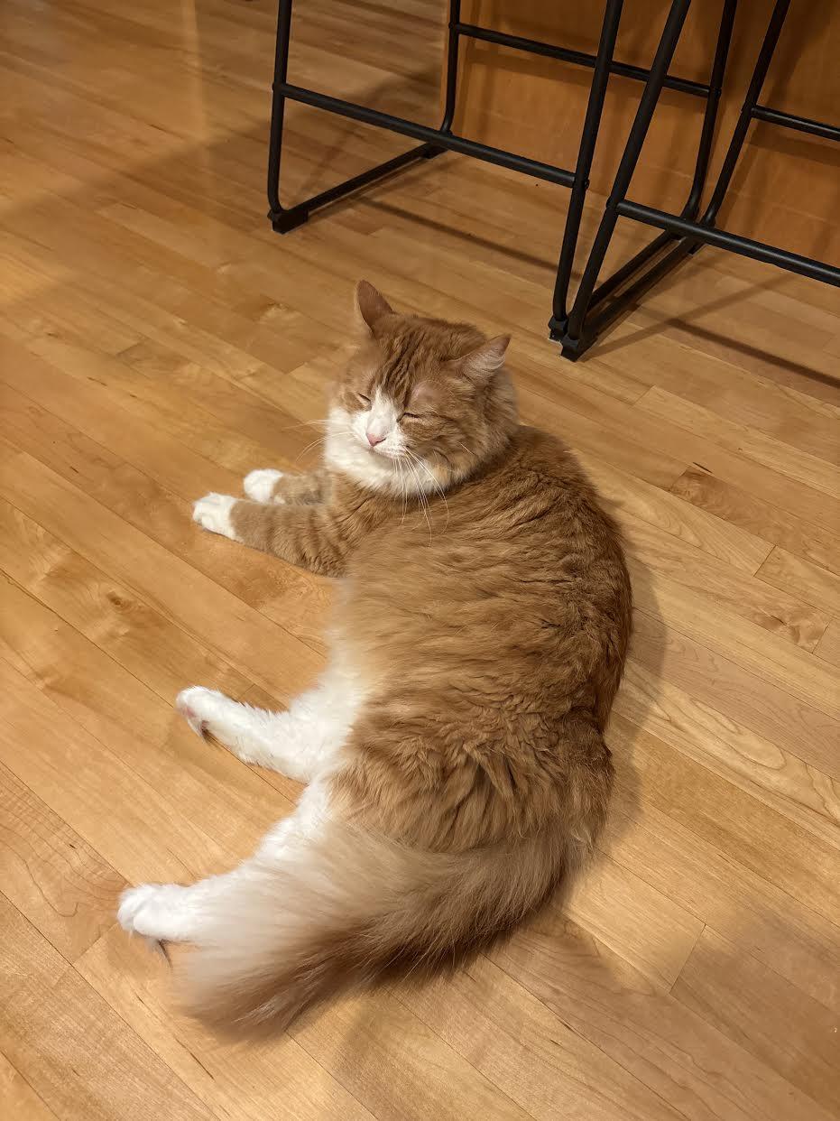 Enlarge Tom, a Adopted mixed breed in Mankato, MN image 3/3