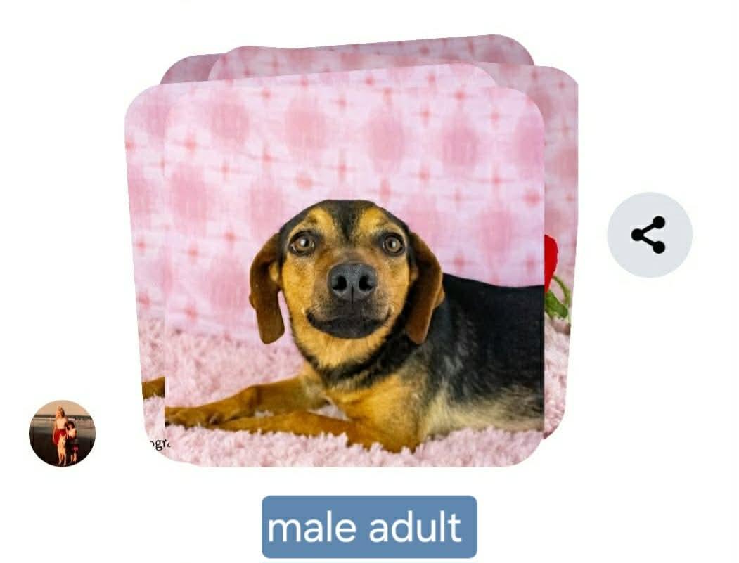 Tracer, adopted, Adult Male Terrier.