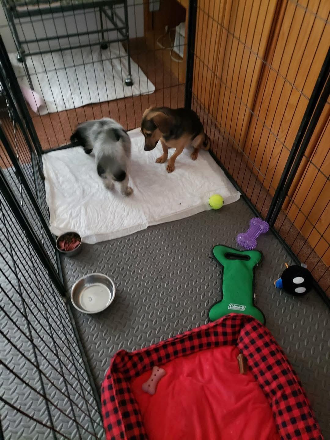 Enlarge Tracer, an adopted mixed breed in Eugene, OR image 3/4