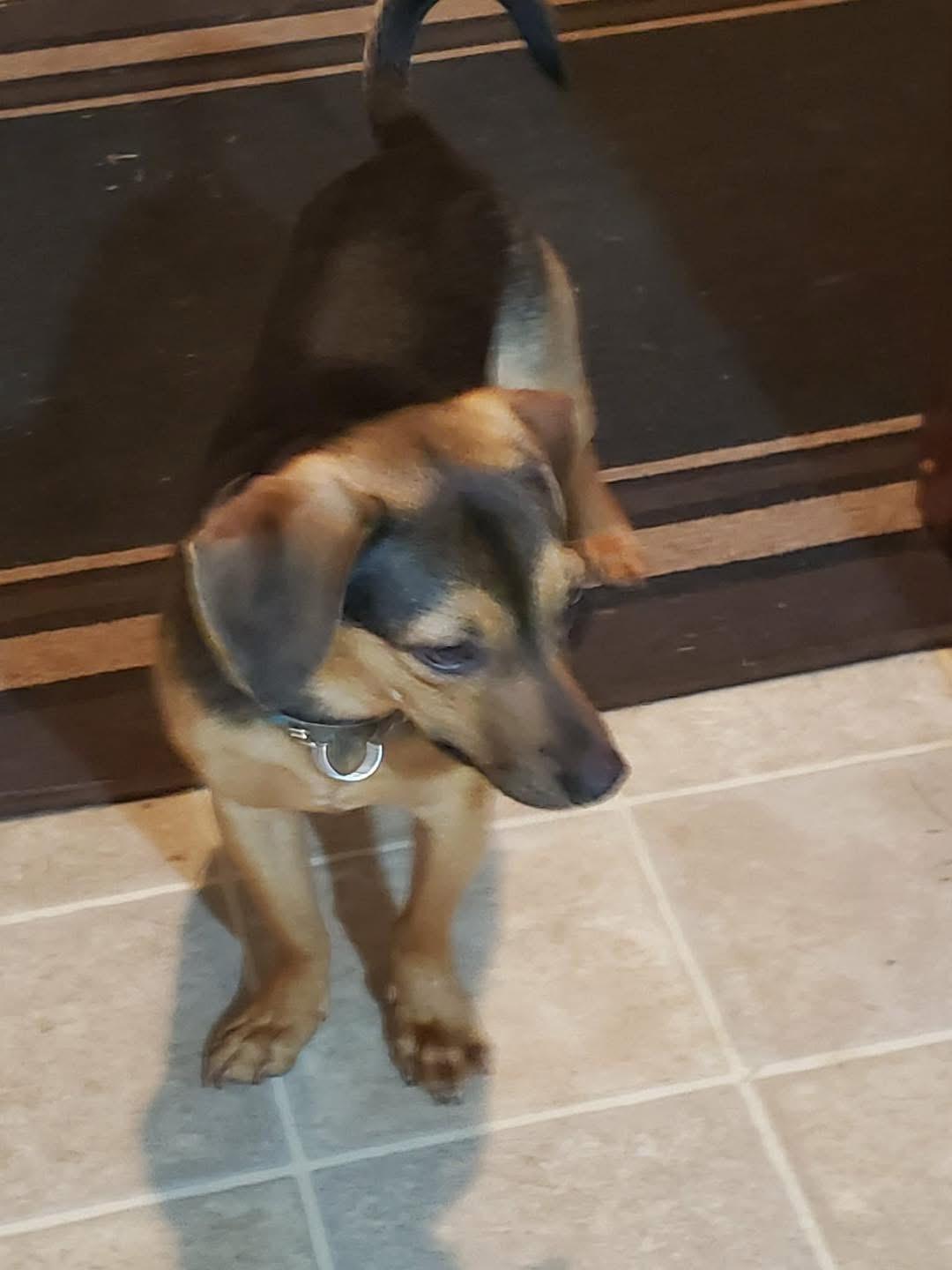 Enlarge Tracer, an adopted mixed breed in Eugene, OR image 2/4