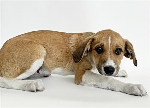 Enlarge PIKACHU, a Adoptable mixed breed in Saint Louis, MO image 1/1