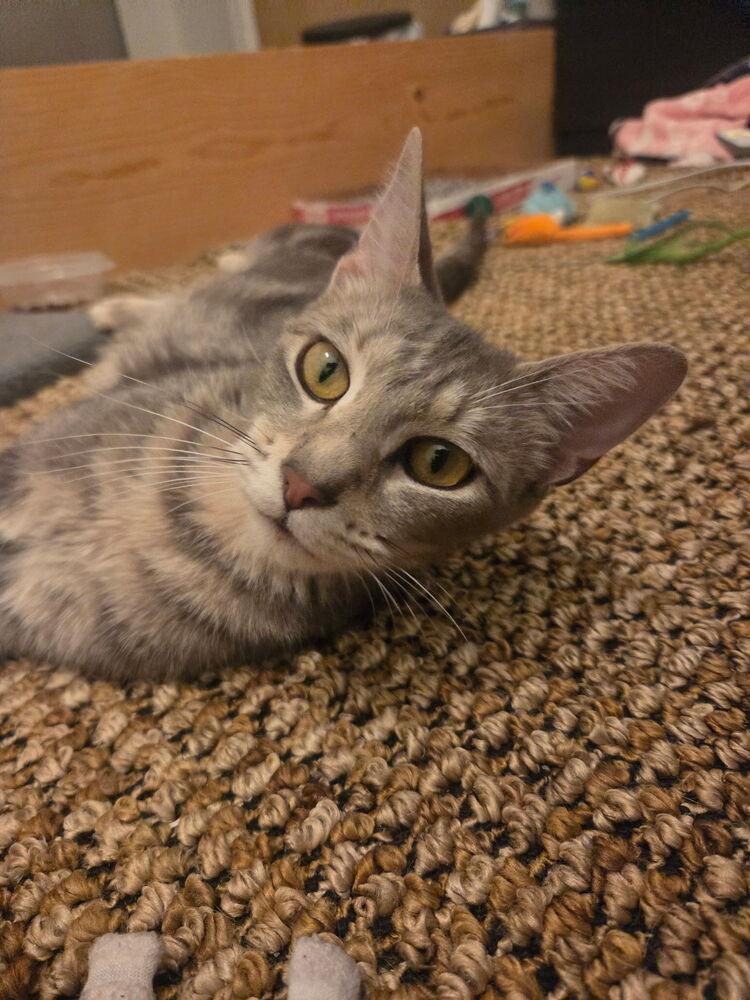 Cricket, Adoptable, Young Female Domestic Short Hair.