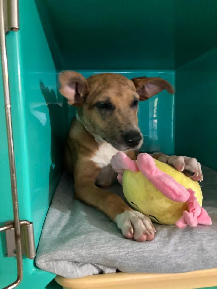 Lucy Lou, Adopted, Young Female Terrier.