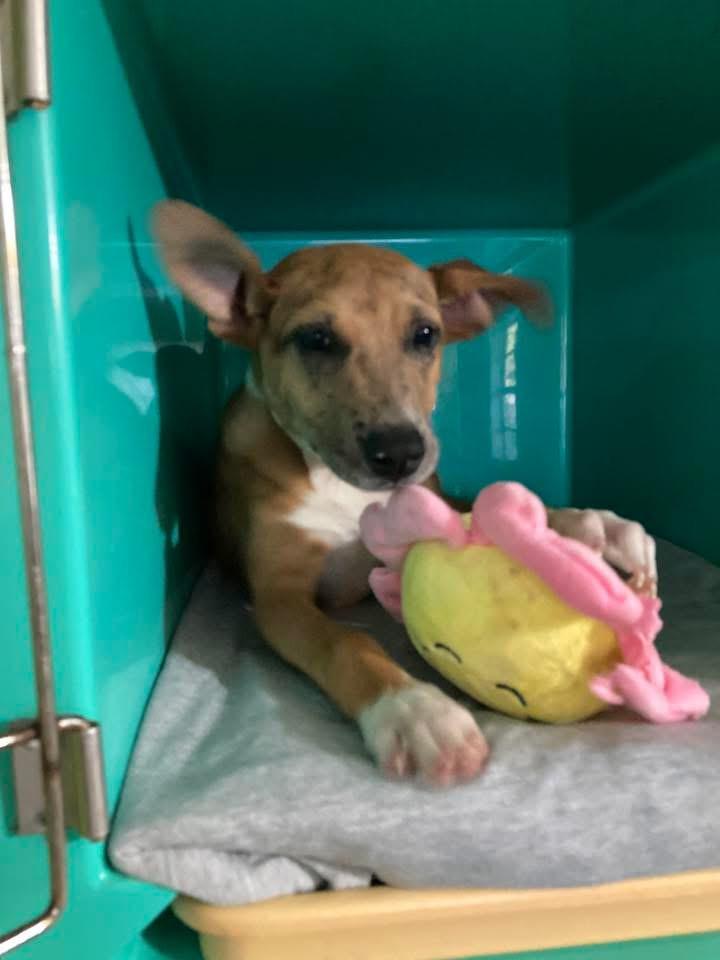 Enlarge Lucy Lou, a Adopted mixed breed in Pensacola, FL image 2/3