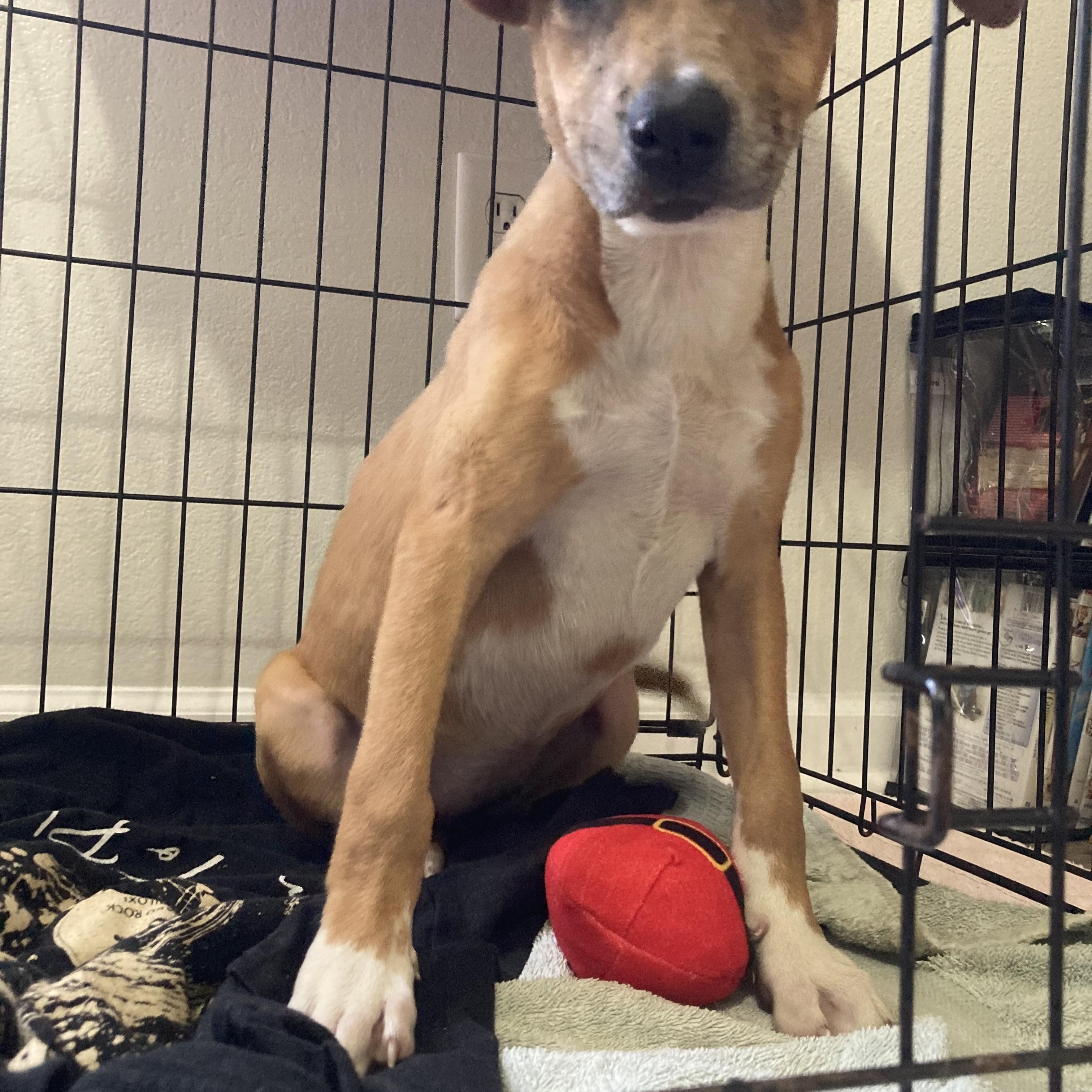 Enlarge Lucy Lou, a Adopted mixed breed in Pensacola, FL image 3/3