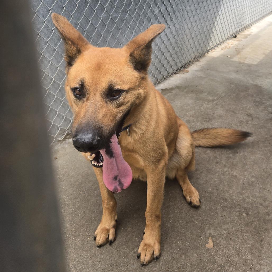 Scooby 26-241, Adoptable, Adult Male German Shepherd Dog.