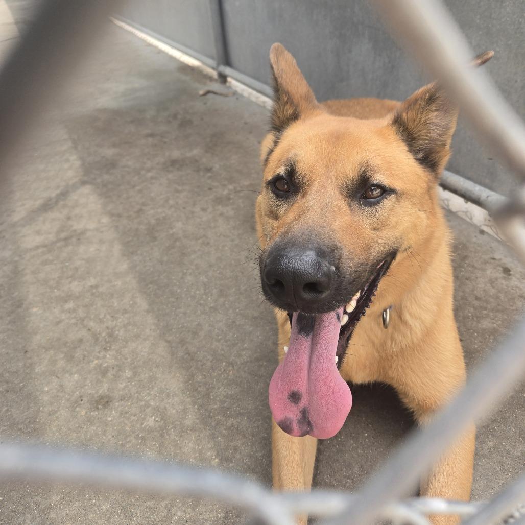 Enlarge Scooby 26-241, a Adoptable German Shepherd Dog in Tawas City, MI image 2/3