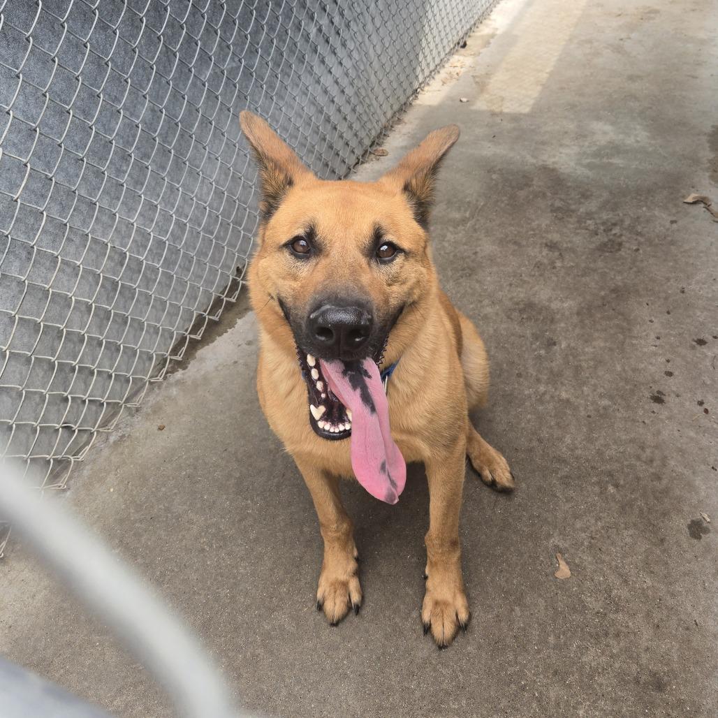 Enlarge Scooby 26-241, a Adoptable German Shepherd Dog in Tawas City, MI image 3/3