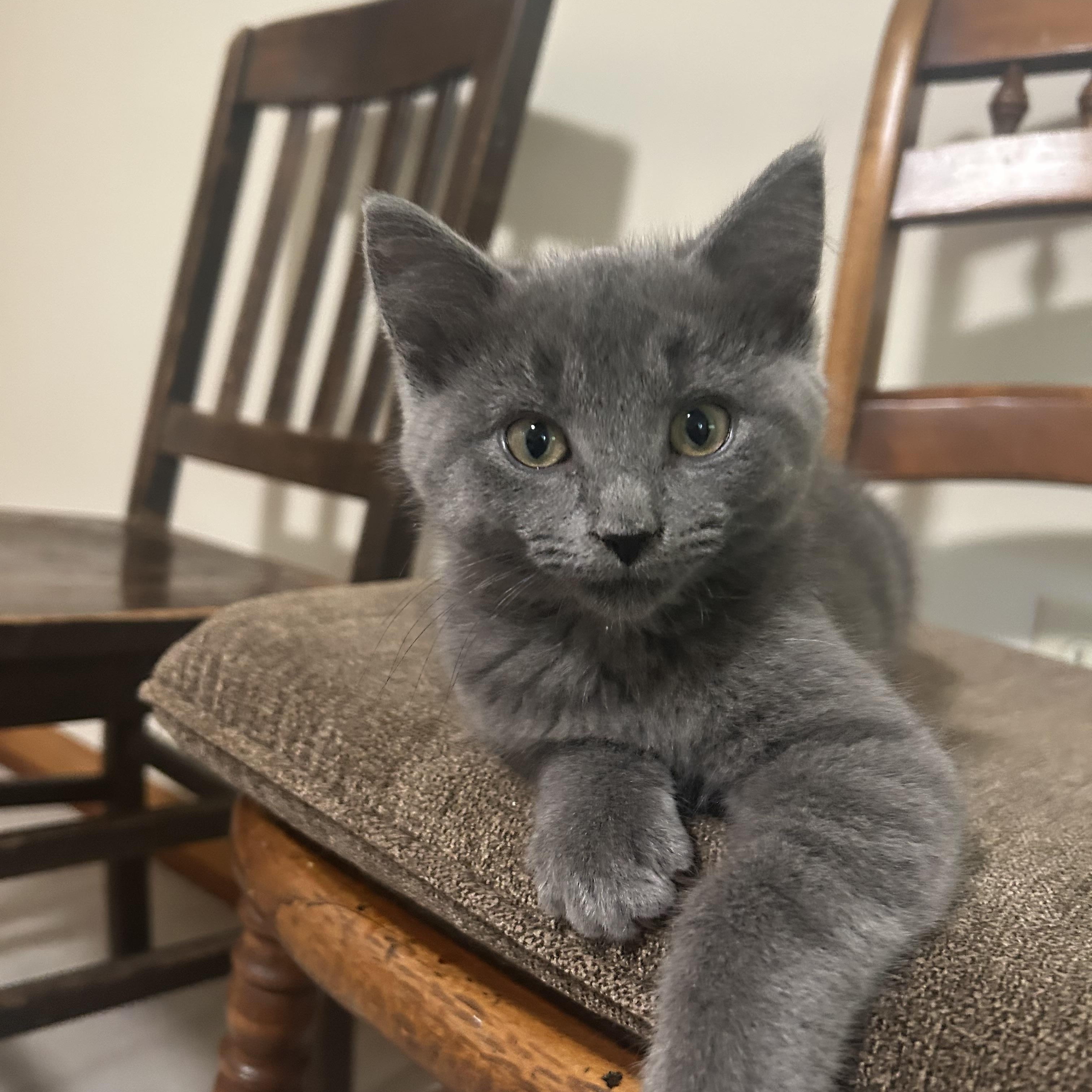 Enlarge James, an adopted mixed breed in Independence, OH image 1/1