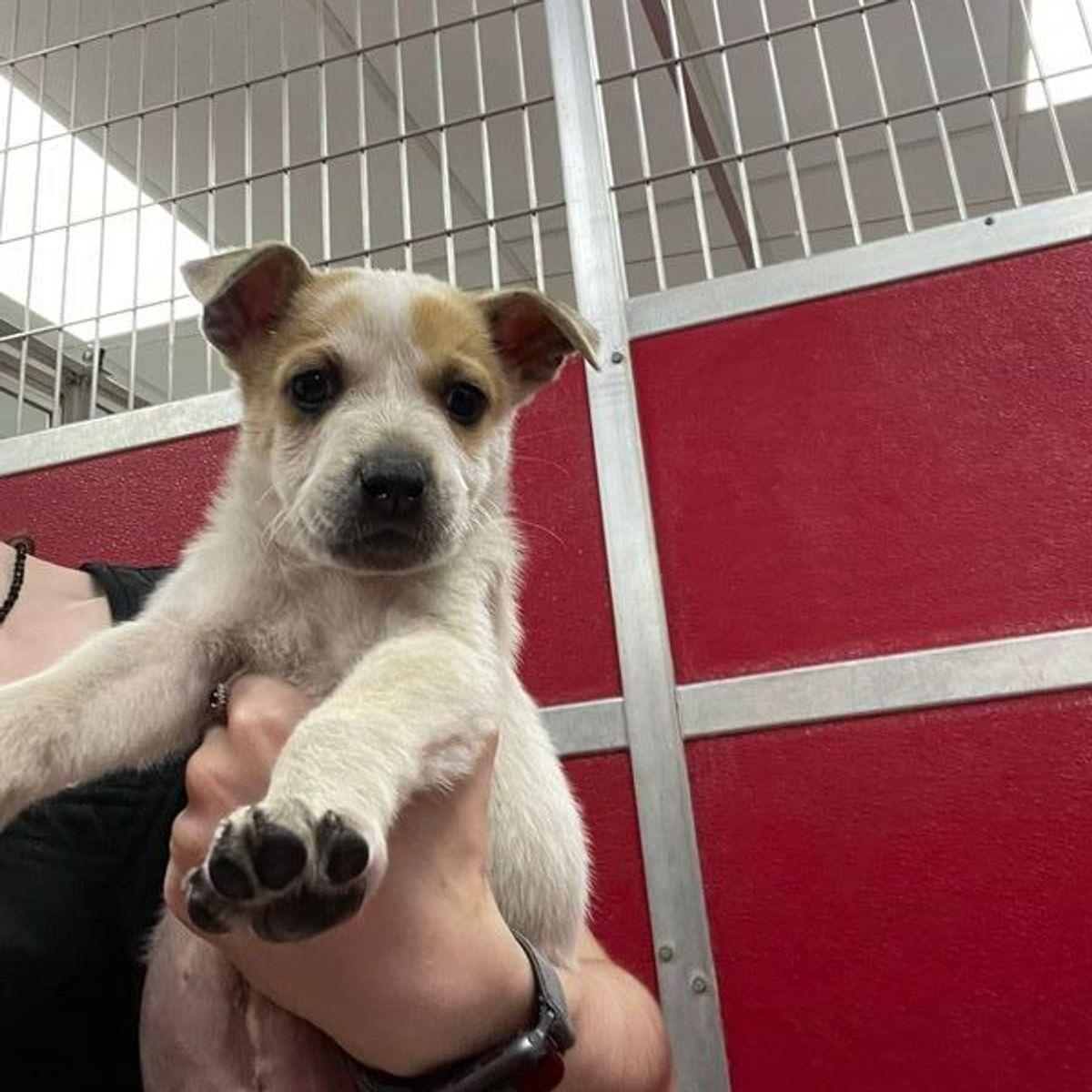 Enlarge Banjo, a Adoptable mixed breed in Lake Havasu City, AZ image 1/1