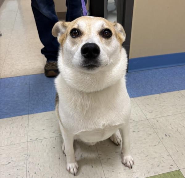 Enlarge Sobek, a Adoptable mixed breed in Sioux City, IA image 1/1