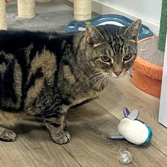 Tig, a Adoptable Domestic Short Hair in Prescott, AZ image 1/4