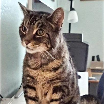 Tig, a Adoptable Domestic Short Hair in Prescott, AZ image 4/4