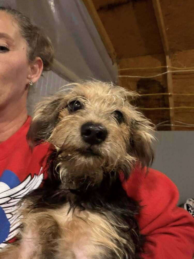 Wesley, Adoptable, Puppy Male Yorkshire Terrier & Dachshund.