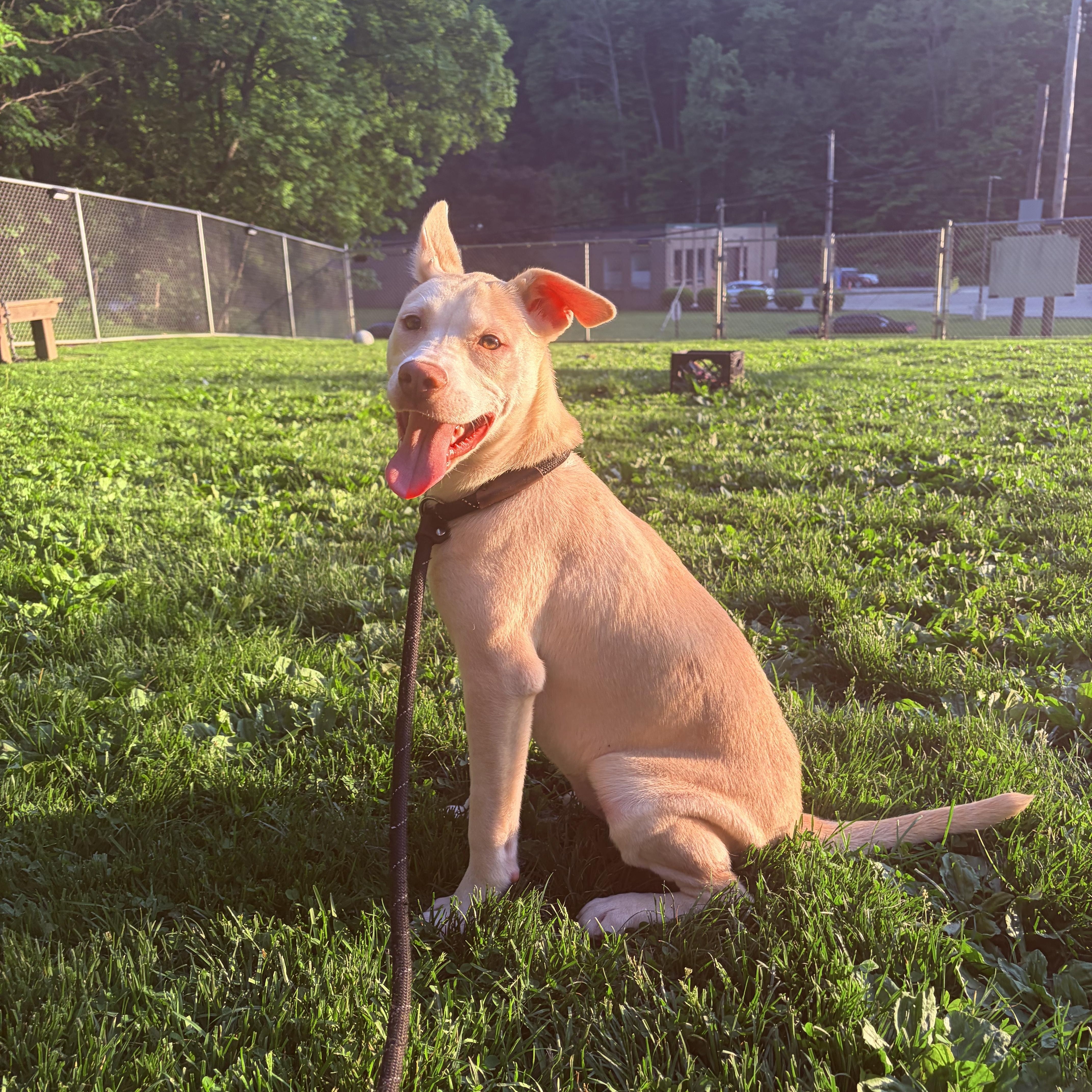 Enlarge Jaska, a ADOPTABLE Husky in White Oak, PA image 5/6