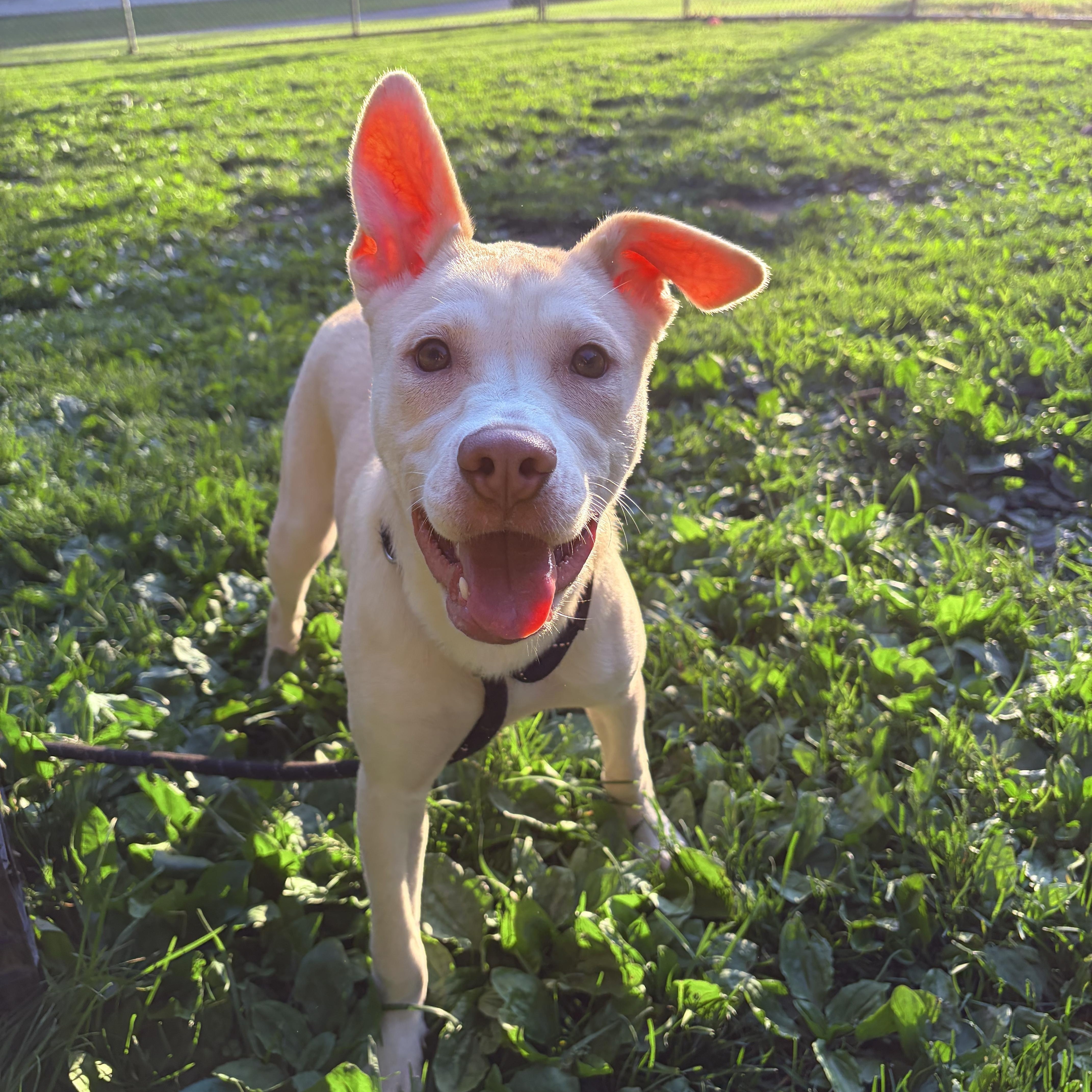 Jaska, ADOPTABLE, Puppy Female Husky.