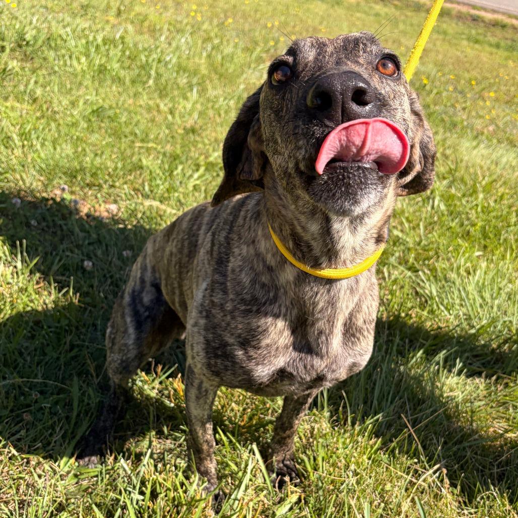 Enlarge Larz, a Adoptable Plott Hound in Franklin, NC image 1/6