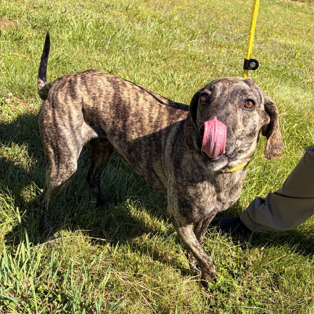 Enlarge Larz, a Adoptable Plott Hound in Franklin, NC image 2/6