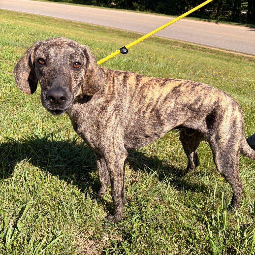 Enlarge Larz, a Adoptable Plott Hound in Franklin, NC image 3/6