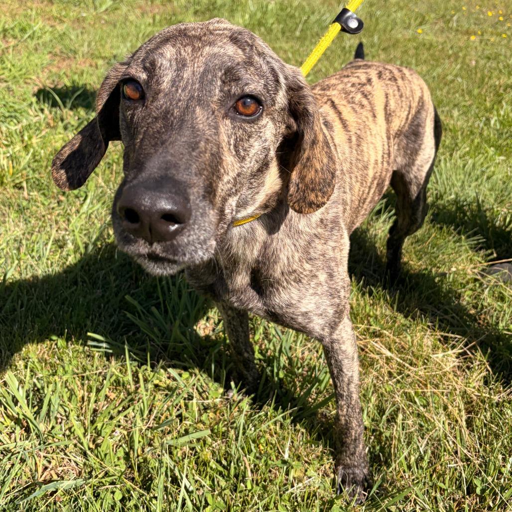 Enlarge Larz, a Adoptable Plott Hound in Franklin, NC image 4/6