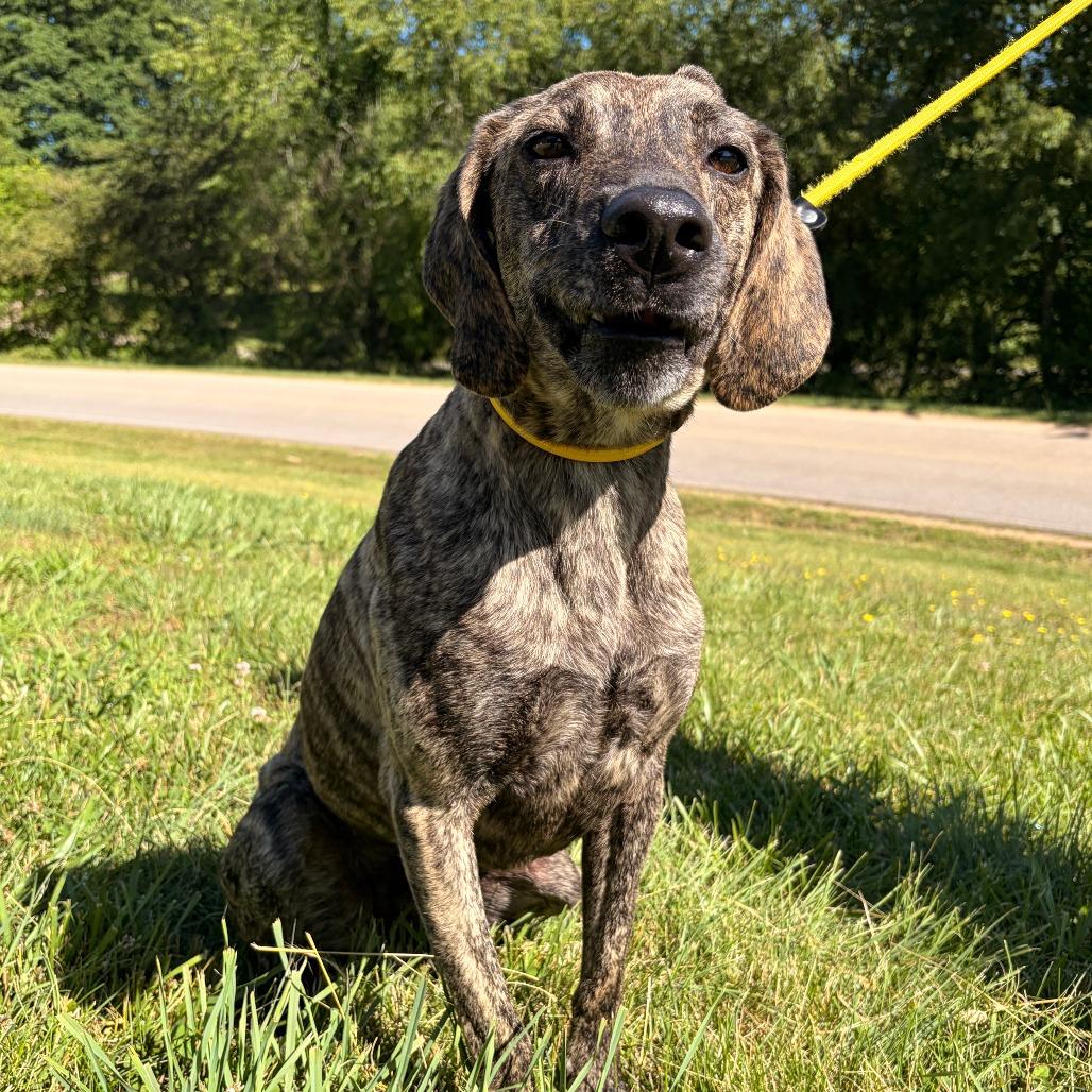 Enlarge Larz, a Adoptable Plott Hound in Franklin, NC image 5/6
