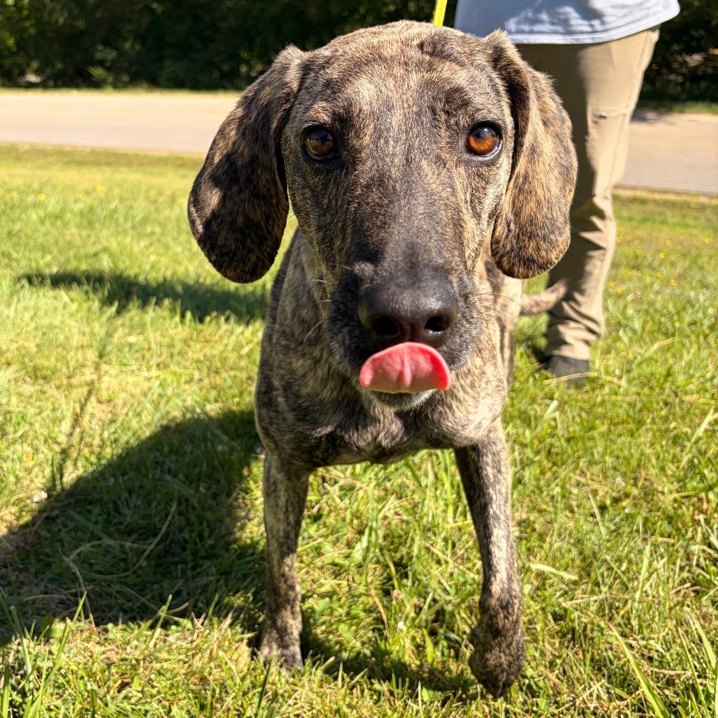 Enlarge Larz, a Adoptable Plott Hound in Franklin, NC image 6/6
