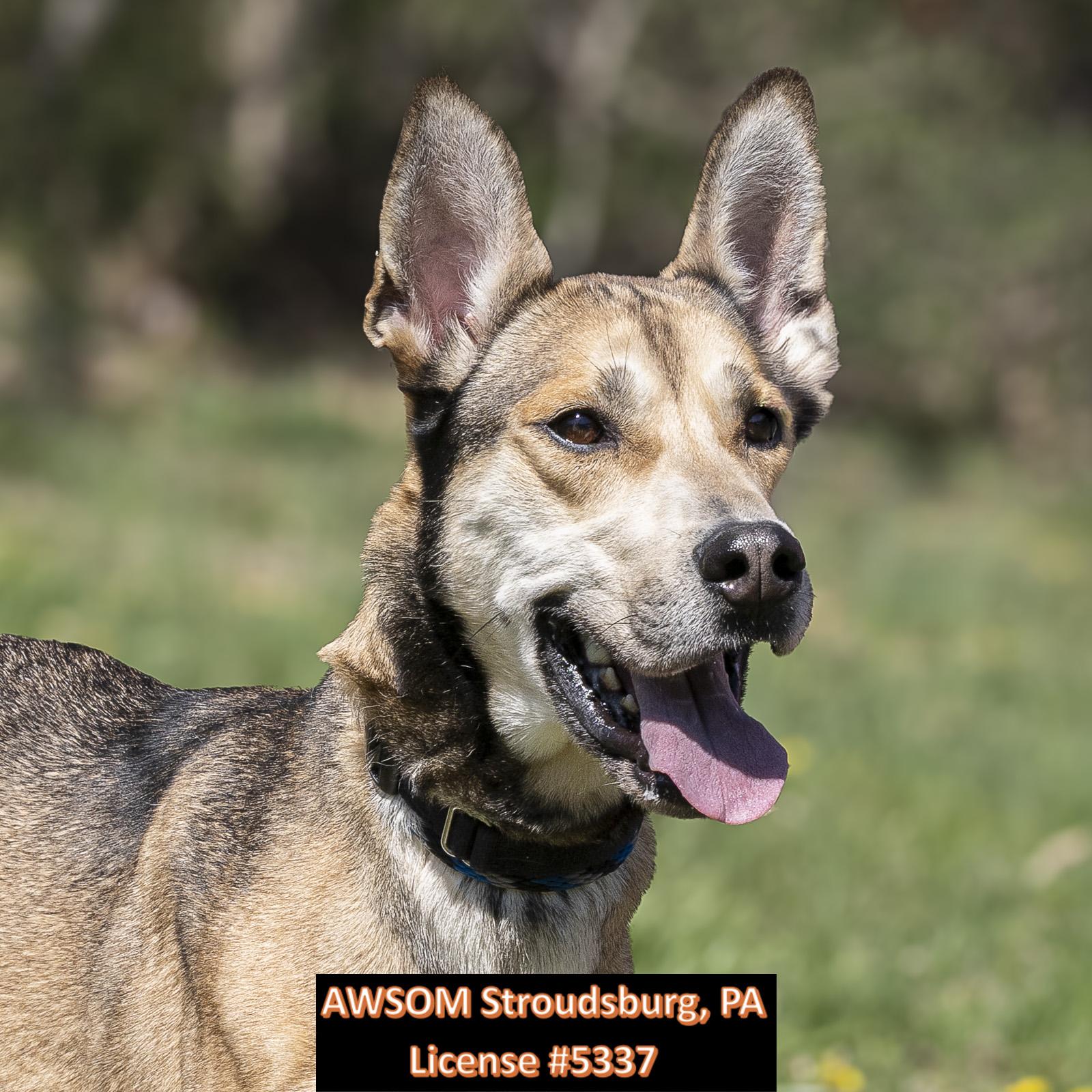 Rubble, ADOPTABLE, Adult Male Great Dane & Siberian Husky.