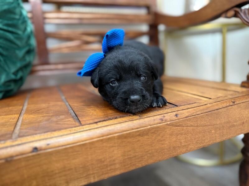 Roscoe Sweet Paws — thumbnail 2