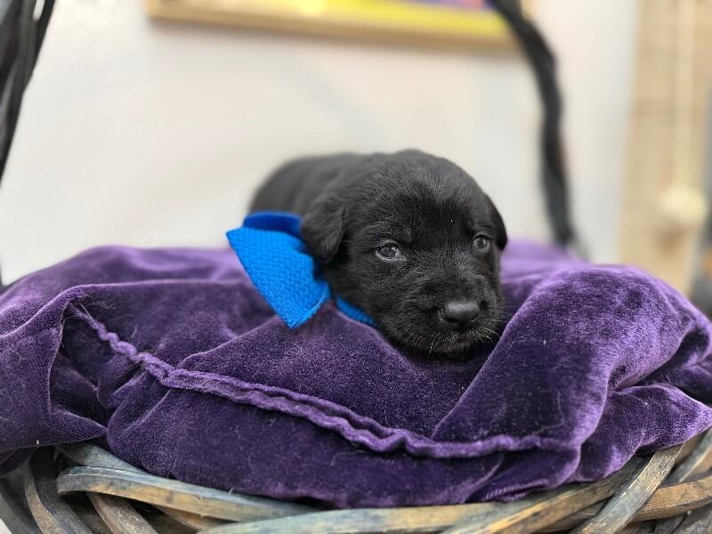 Roscoe Sweet Paws — thumbnail 4