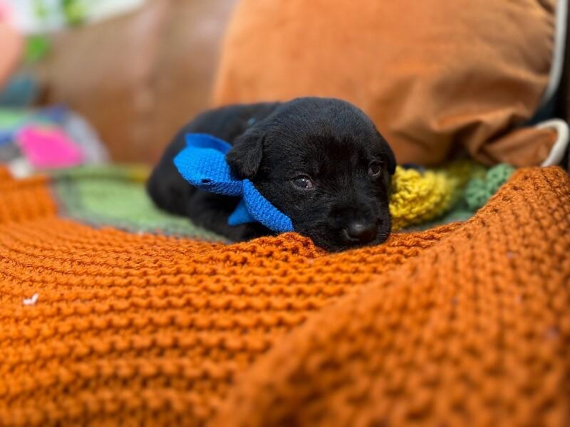 Roscoe Sweet Paws — thumbnail 5