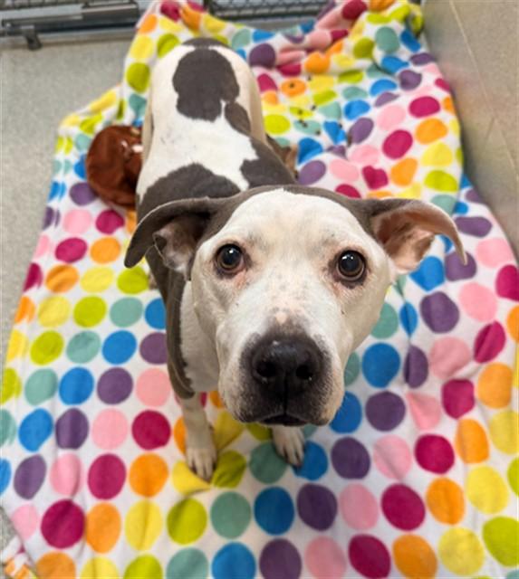 Enlarge BLOSSOM, a Adoptable Pit Bull Terrier in Statesville, NC image 1/1