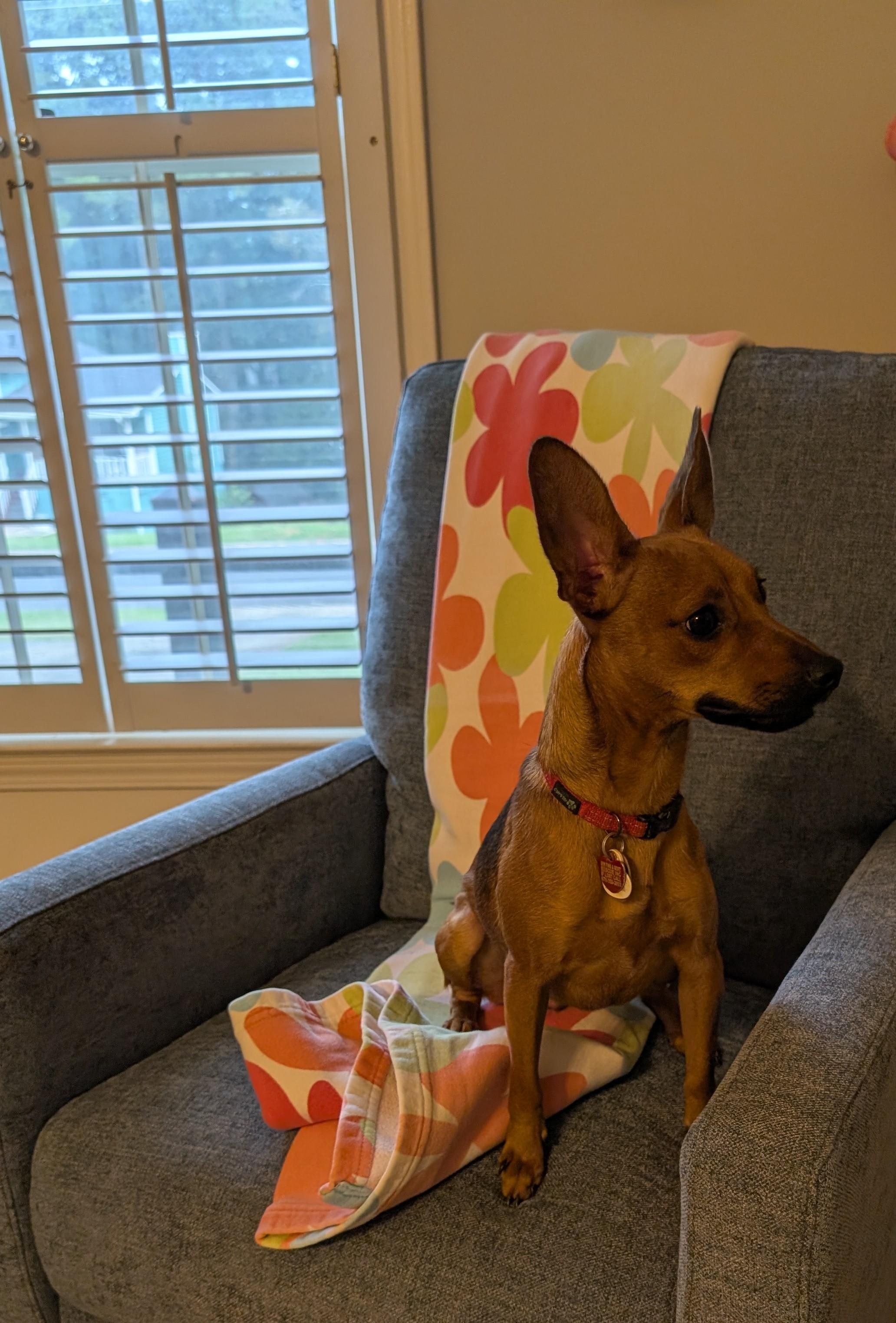 Nova, Adoptable, Young Female Miniature Pinscher & Chihuahua.