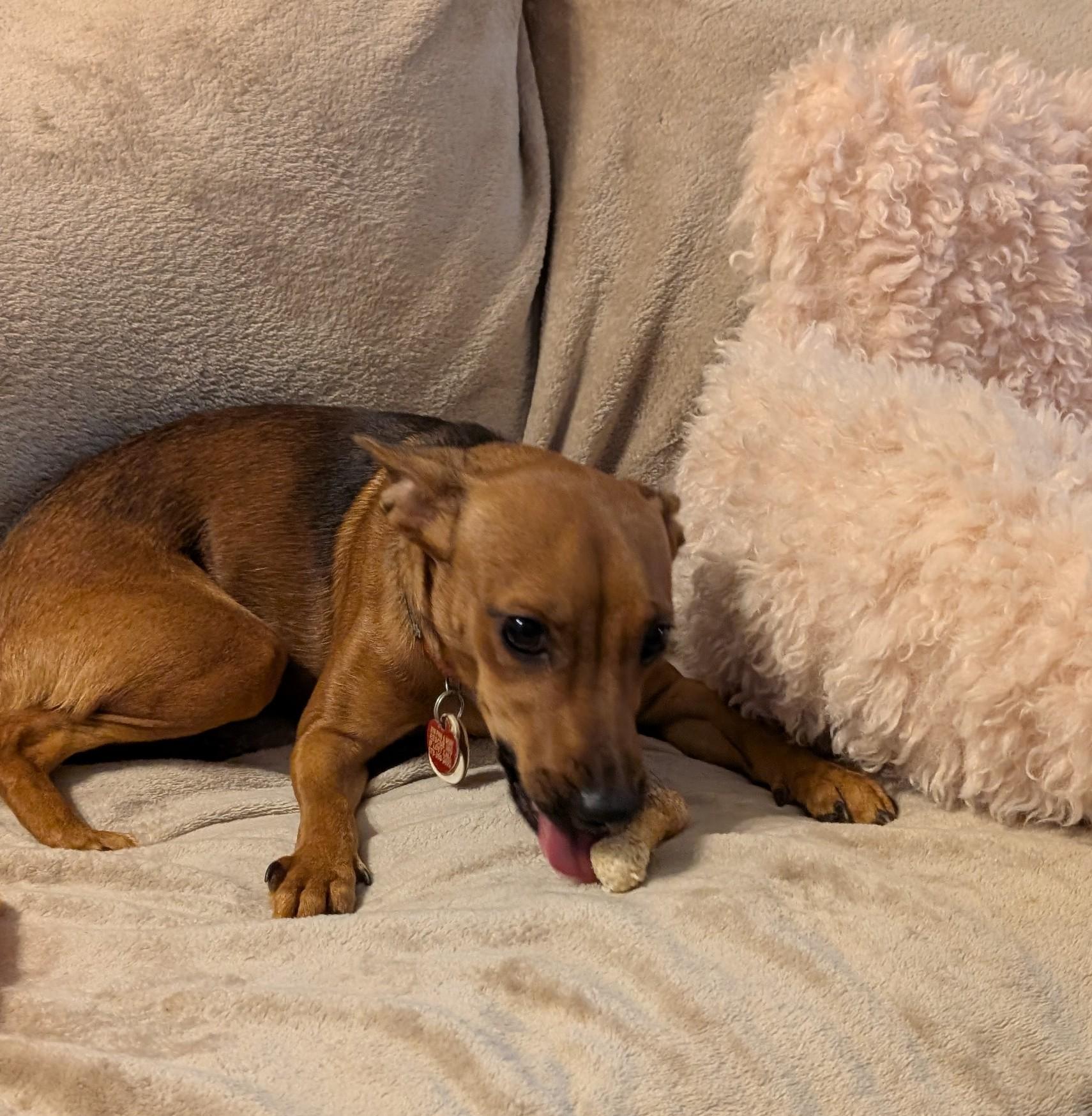 Enlarge Nova, a Adoptable mixed breed in Duluth, GA image 2/5