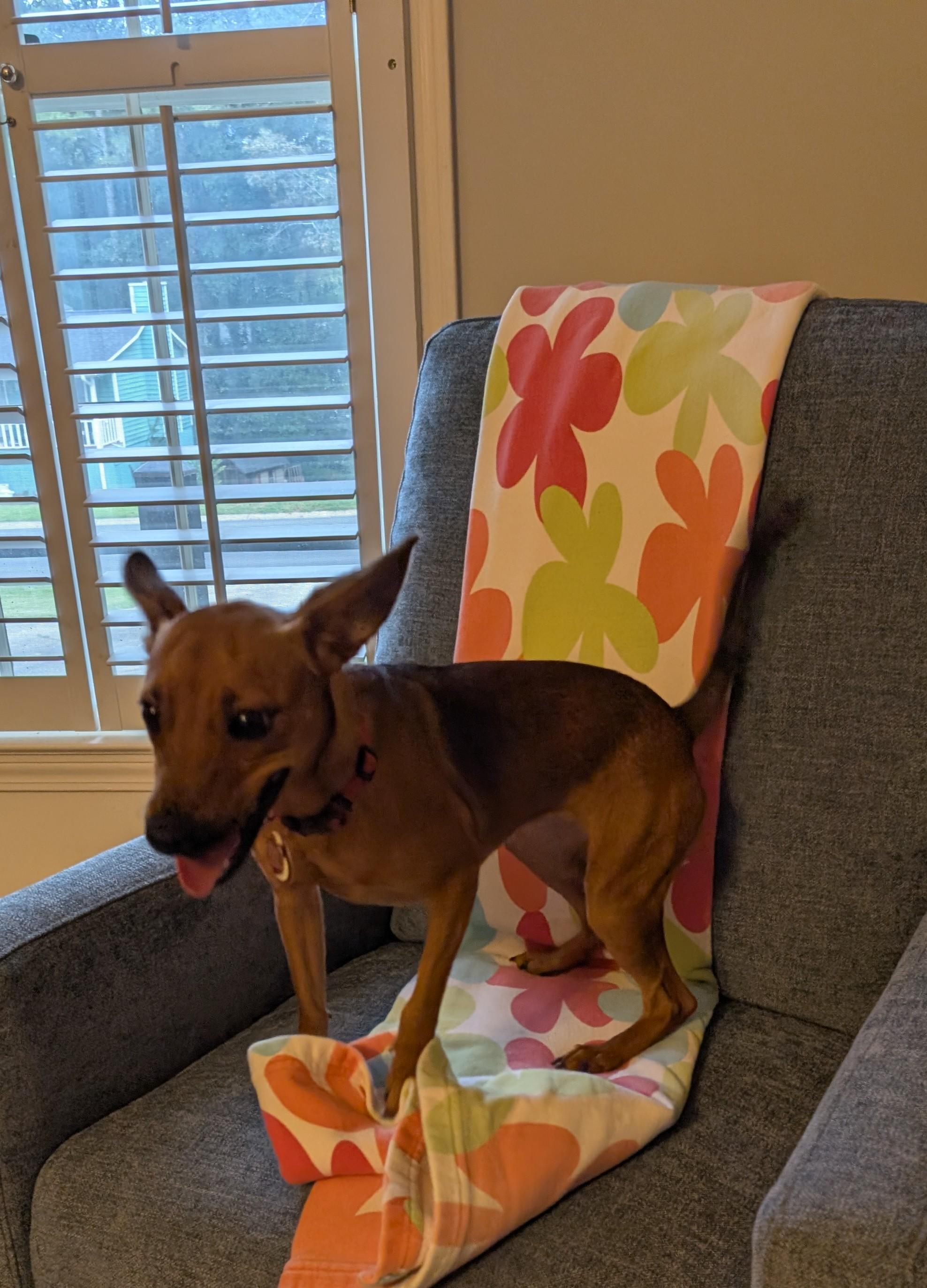 Enlarge Nova, a Adoptable mixed breed in Duluth, GA image 3/5
